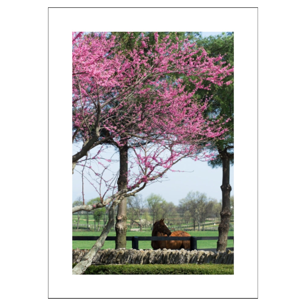 Horse in the Spring, 11x14 Matted Print